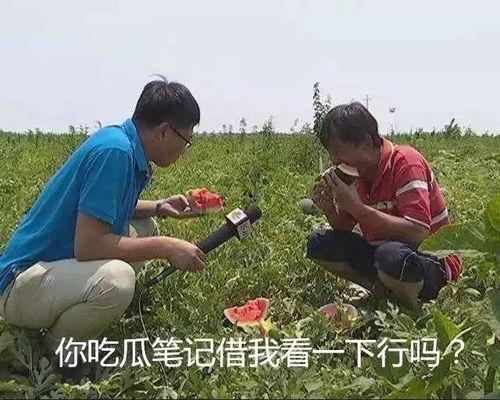 我在吃瓜吃的什么瓜