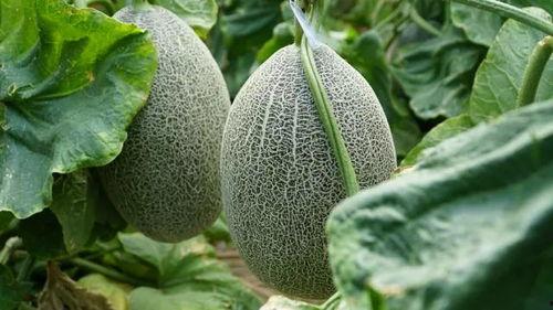 在棚里吃瓜,夏日田园的悠闲时光