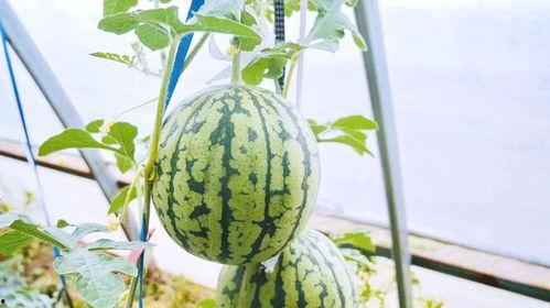 在棚里吃瓜,夏日田园的悠闲时光