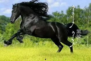 吃瓜贵族马王,吃瓜贵族的传奇人生