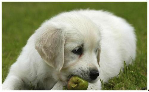 狗可以吃瓠子瓜,瓠子瓜，狗狗的新宠