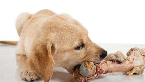 狗可以吃瓠子瓜,瓠子瓜，狗狗的新宠