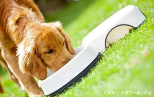 狗可以吃瓠子瓜,瓠子瓜，狗狗的新宠