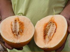 蓝吃最甜的瓜,探寻蓝吃瓜果的甜蜜奥秘