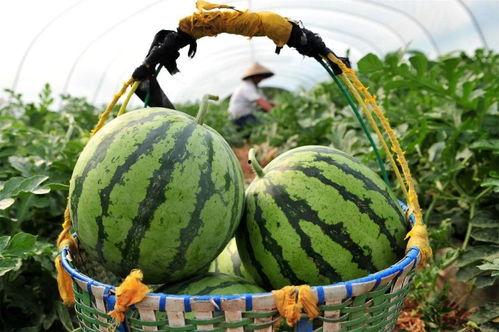 圆形吃瓜,揭秘瓜果界的独特魅力