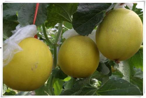 济南平阴吃瓜,济南平阴的清凉夏日体验