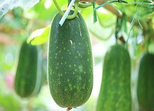 吃瓜不能冷,揭秘夏日消暑美食攻略