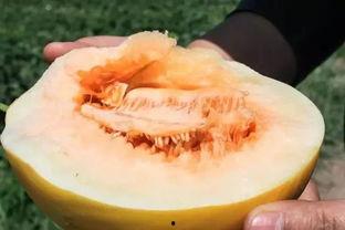 免费吃瓜的礼物,揭秘神秘礼物背后的惊喜