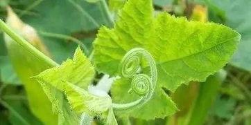 吃江西的瓜,探寻赣鄱大地上的甜蜜诱惑