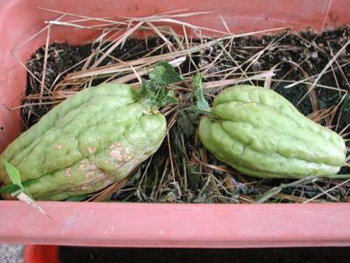 鱼翅瓜是观赏瓜吗怎么吃,既是观赏佳品，又是美味佳肴的独特食用体验