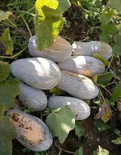 云南话里吃瓜,云南话里的“吃瓜群众”现象