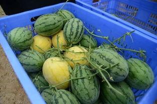 51潮汕吃瓜群,揭秘潮汕美食背后的故事与趣闻