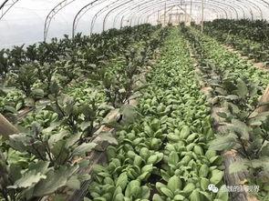 老魏吃瓜,揭秘娱乐圈幕后故事