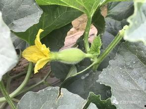 老魏吃瓜,揭秘娱乐圈幕后故事