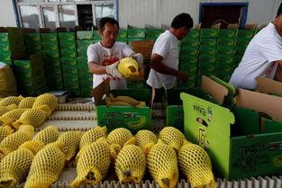 吃瓜 合十,揭秘娱乐圈的神秘面纱