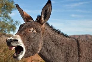 健健吃驴腿瓜,健健的驴腿瓜美食之旅