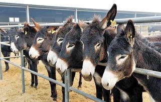 健健吃驴腿瓜,健健的驴腿瓜美食之旅