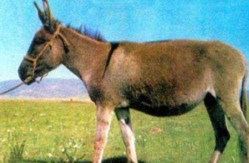 健健吃驴腿瓜,健健的驴腿瓜美食之旅