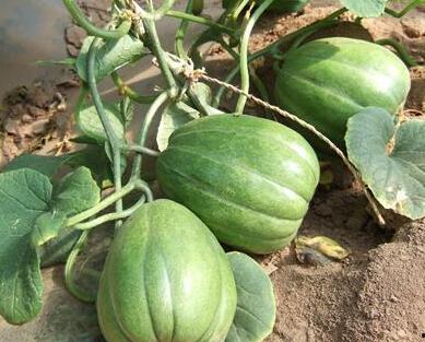 老了吃瓜,老年生活里的甜蜜时光