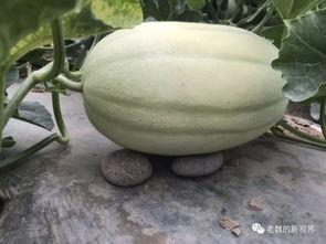 老了吃瓜,老年生活里的甜蜜时光