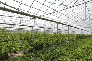 椒江吃瓜,探寻地方特色美食之旅