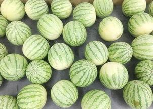 真正的吃瓜,一场真实的“吃瓜”盛宴