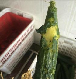 51吃瓜今日吃瓜必吃学生学院,揭秘学生学院今日必吃瓜料，校园风云尽收眼底