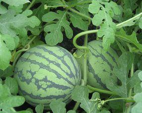 怀孕可以吃瓜花么,孕妇可以吃瓜花吗？