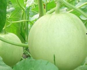 怀孕可以吃瓜花么,孕妇可以吃瓜花吗？