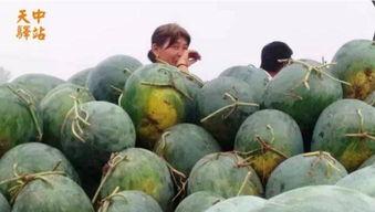 石头吃瓜现场圆满,圆满落幕，精彩瞬间回顾