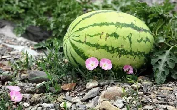 石头吃瓜现场圆满,圆满落幕，精彩瞬间回顾