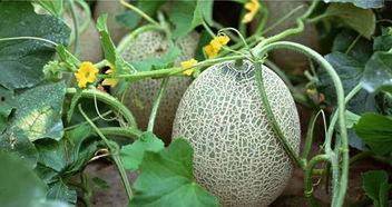 新疆瓜怎么吃,多样吃法尽享夏日清凉