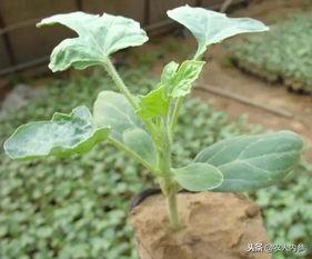 高效吃瓜事件,网络热事背后的狂欢与反思