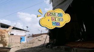 布偶吃贝贝瓜,一场甜蜜的邂逅