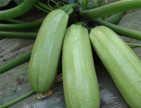 万达吃瓜西板吃瓜