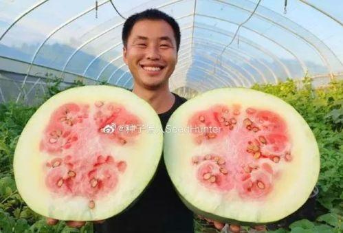 猪喜欢吃瓜,揭秘猪只对瓜果的偏爱之谜