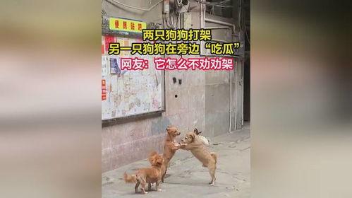 狗狗打架吃瓜视频播放,吃瓜群众围观这场热血沸腾的“狗界争霸”