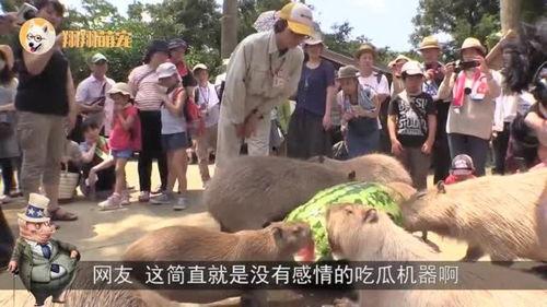 水豚吃瓜王者,揭秘水豚吃瓜王者传奇