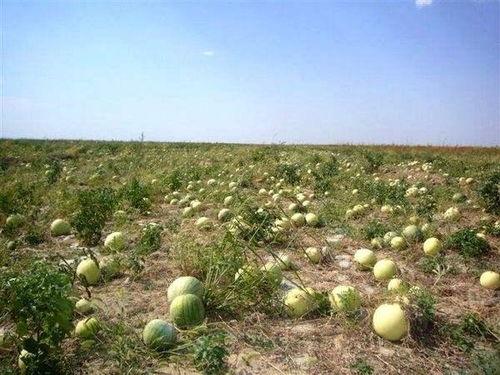 吃瓜吃囊,揭秘吃瓜吃囊的独特风味与饮食文化