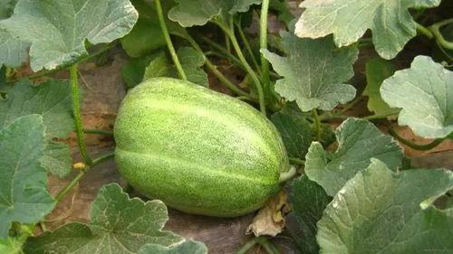 河南林州吃瓜,探寻河南林州特色美食之旅