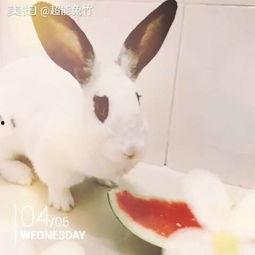 吃瓜兔123,网络红人的崛起之路