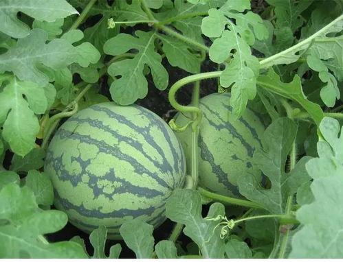 福森吃瓜,揭秘娱乐圈幕后故事