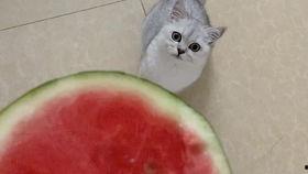 猫咪吃瓜西瓜,西瓜大餐来袭
