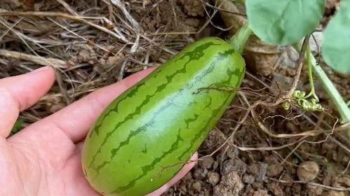 吃瓜容易种瓜,揭秘瓜果种植的趣味与智慧