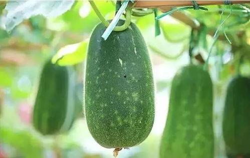 搞笑吃瓜文,笑料百出！盘点那些让人捧腹大笑的吃瓜瞬间