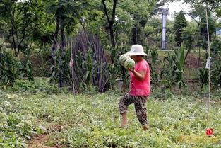 枣庄吃瓜最新事件,揭秘背后真相与网络舆论风暴