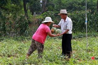 枣庄吃瓜最新事件,揭秘背后真相与网络舆论风暴