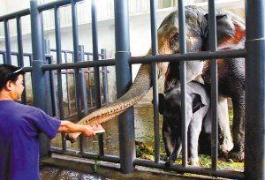 大象进城吃瓜,进城吃瓜引发的欢乐风波