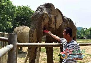 大象进城吃瓜,进城吃瓜引发的欢乐风波