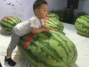 泗阳吃瓜群众事件,网络舆论下的社会现象解析